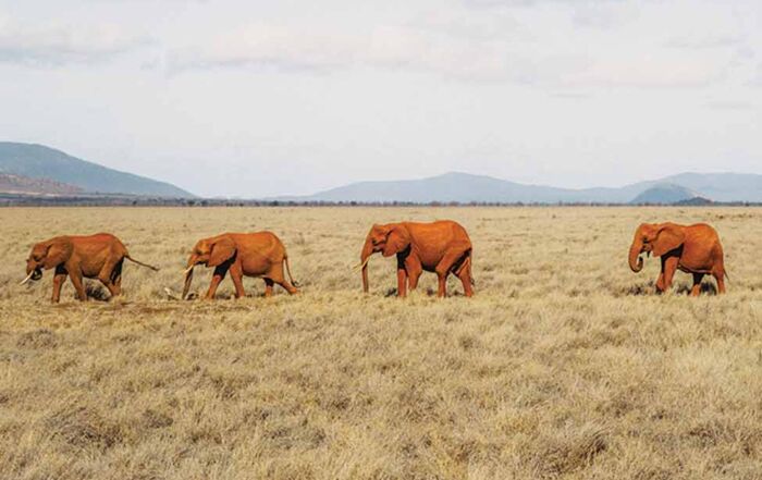 5 elephants that were rehabilitated by Sheldrick Wildlife Trust's Orphans Project walk across savanna