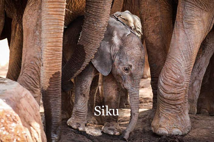 the Orphans’ Project - Siku