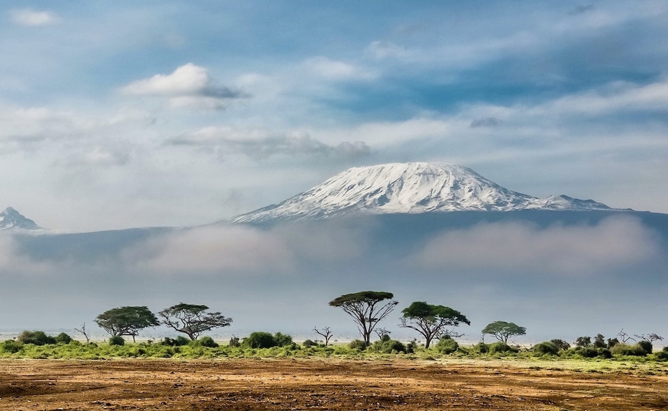 Scene of trees with snow-capped Mount Kilimanjaro in background