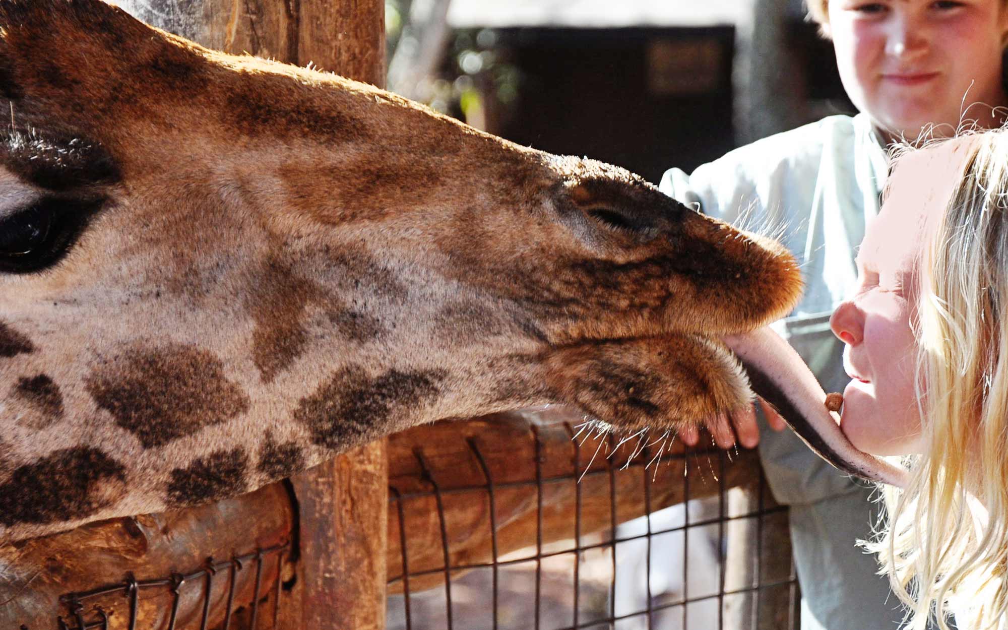 Giraffe Center in Kenya - Little Girl getting the Kiss of Life