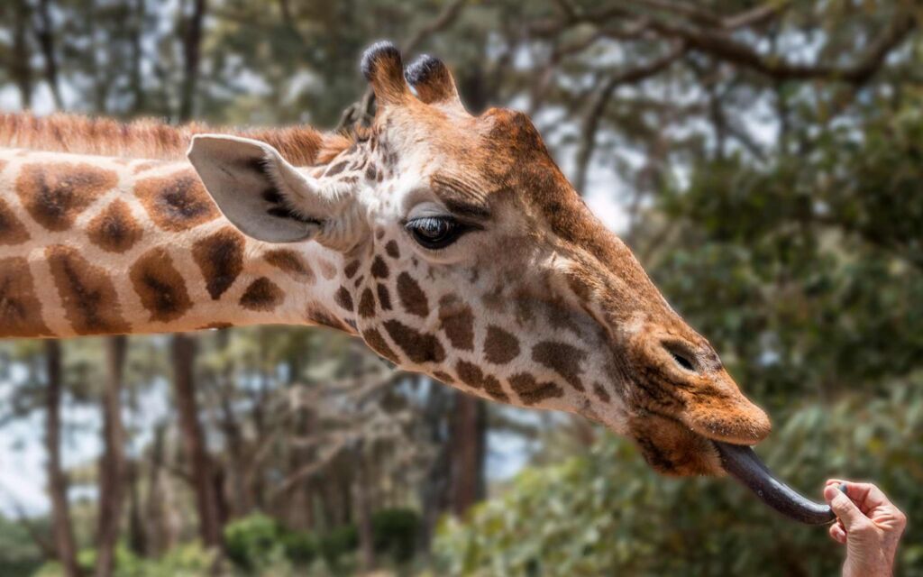 kenya giraffe center kiss of life