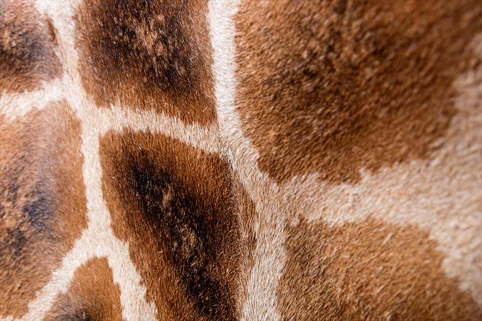 Rothschild Giraffe pattern