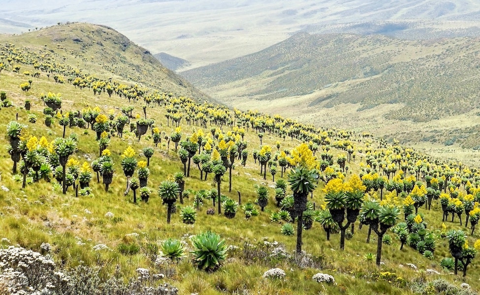 Groundsel plants in mountain moorland