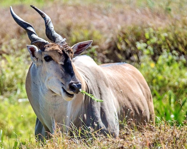 light brown eland eating tall grass