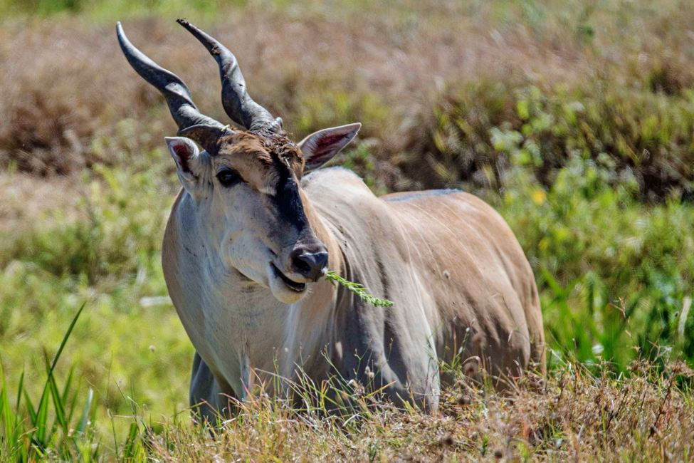 large antelope grazes on grass