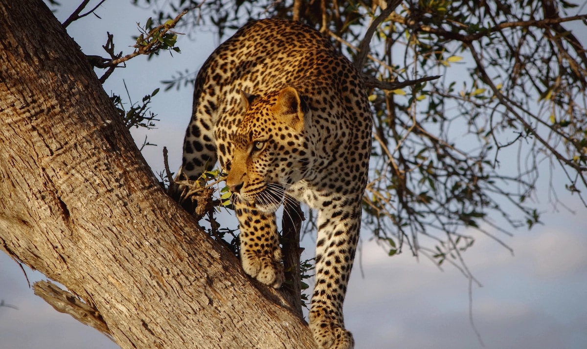 A leopards stands in a tree.