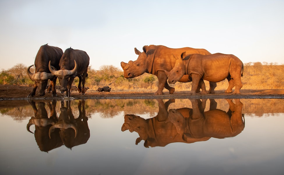 A rhino parent and calf look at a pair of Cape buffalos at a watering hole