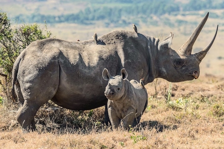 adult black rhino and calf standing in front of a bush. Oxpeckers rest on top of the adult.