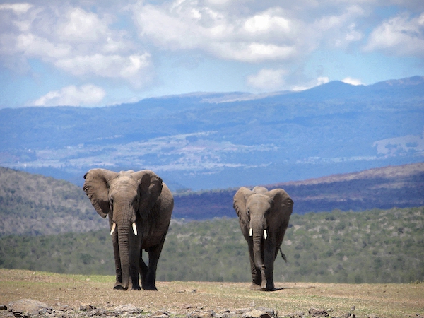 elephants with Aberdare Mountains in the background at Aberdare National park in Kenya