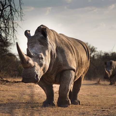 image of white rhino standing on very short dry grass