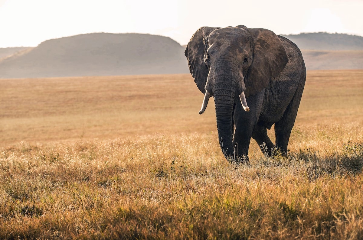 Elephant stands on plains of Kenya.