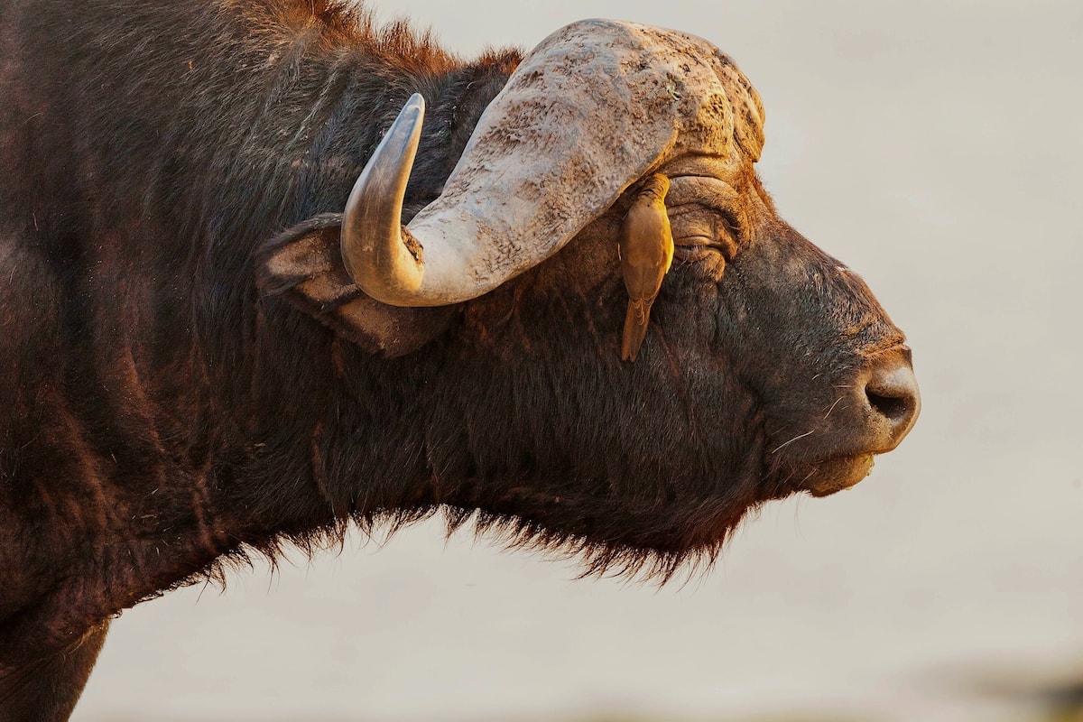 Portrait of a Cape Buffalo with an Oxpecker removing insects from its skin.