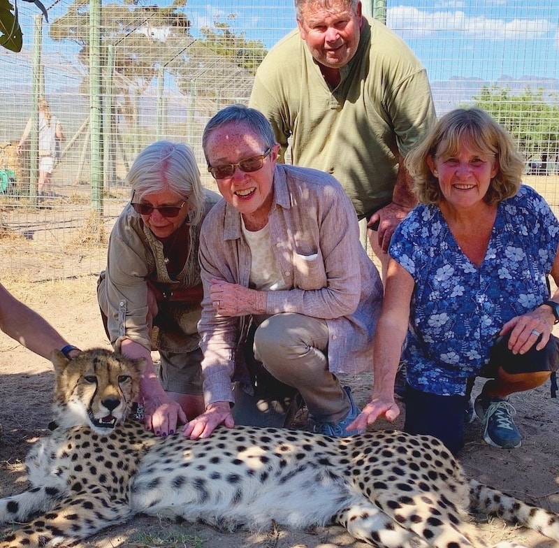 people petting a cheetah under supervision of an animal caretaker
