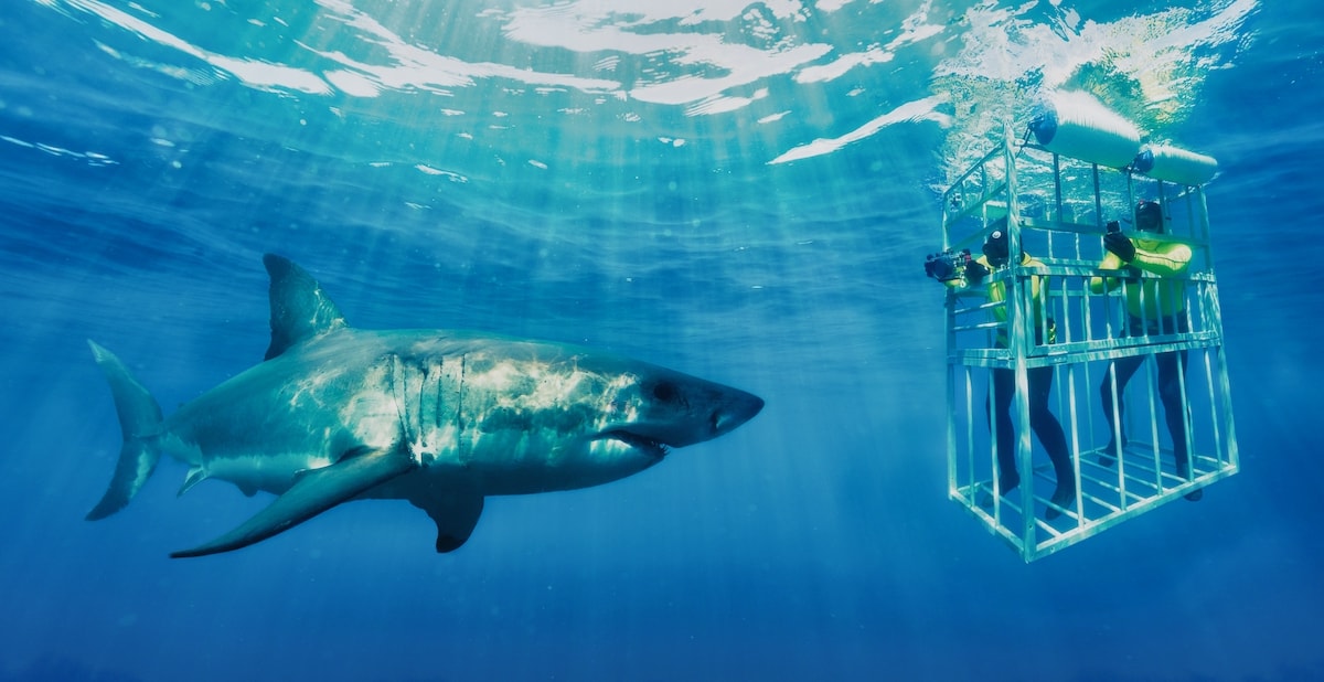a great white shark in blue water looks at two people in an underwater cage taking pictures of it