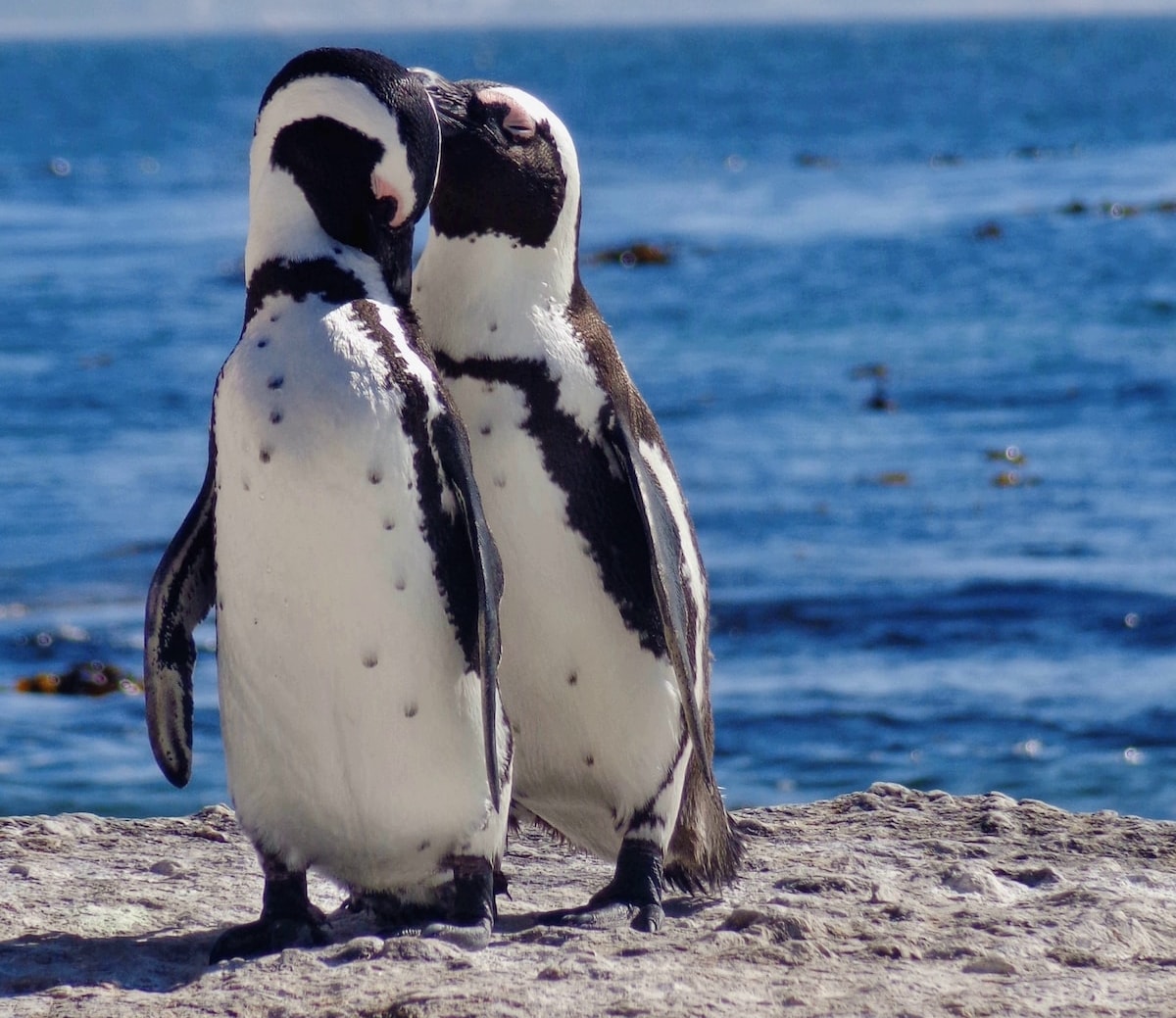 a pair of African penguins groom each other with their beaks as they stand on a rock with sea in the background