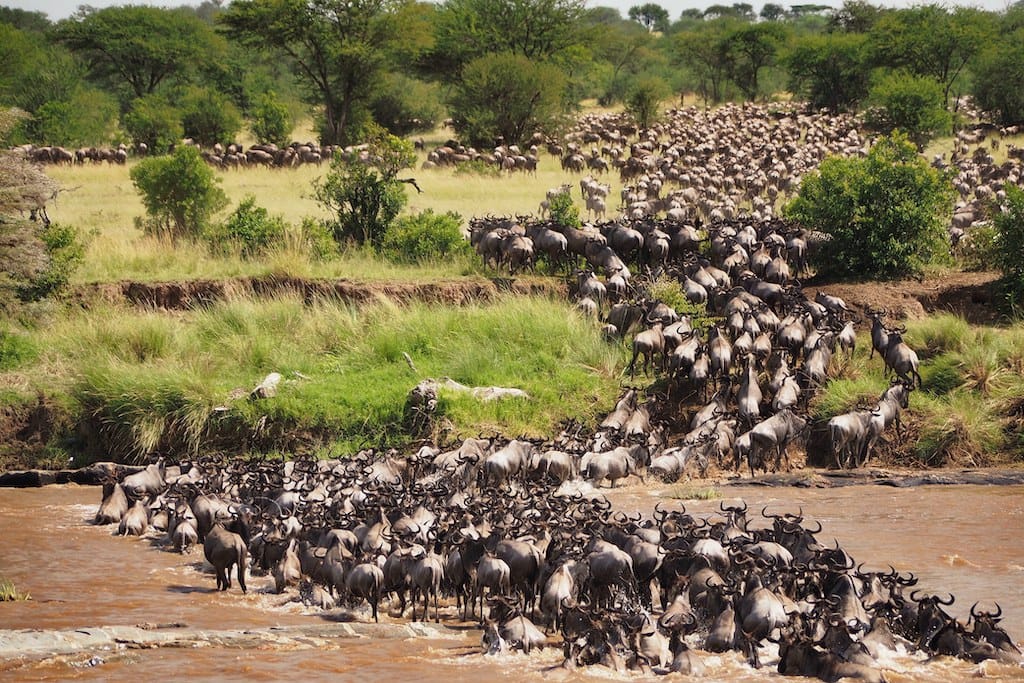 large herd of wildebeest cross a muddy Mara river banked by green grass