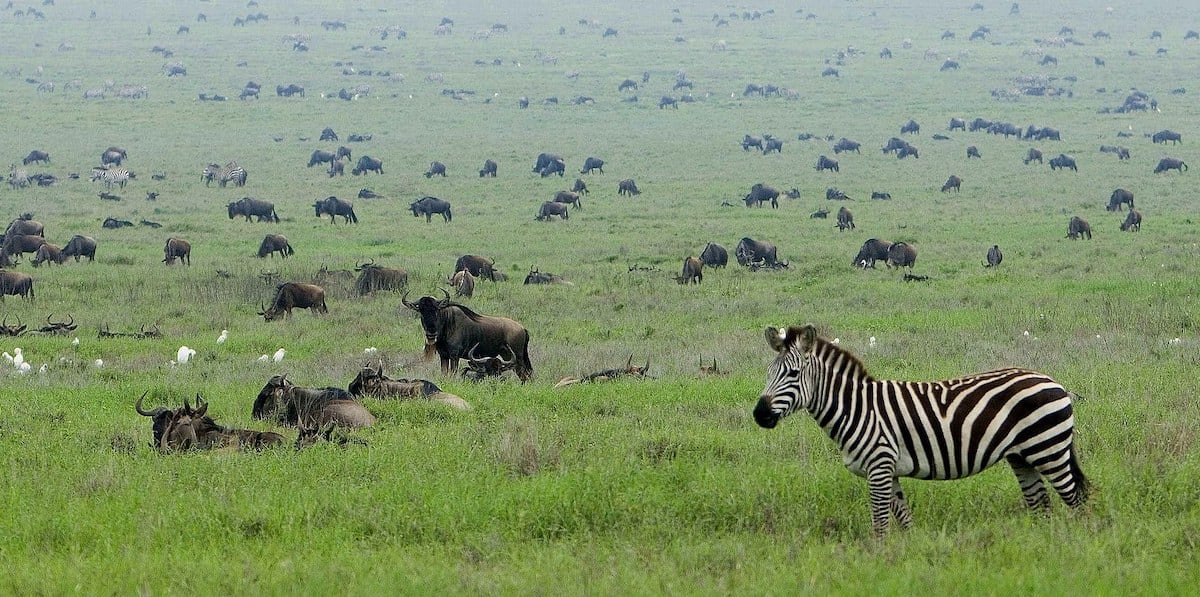 large wildebeest herd at rest scattered in green field to horizon with zebra standing in the front