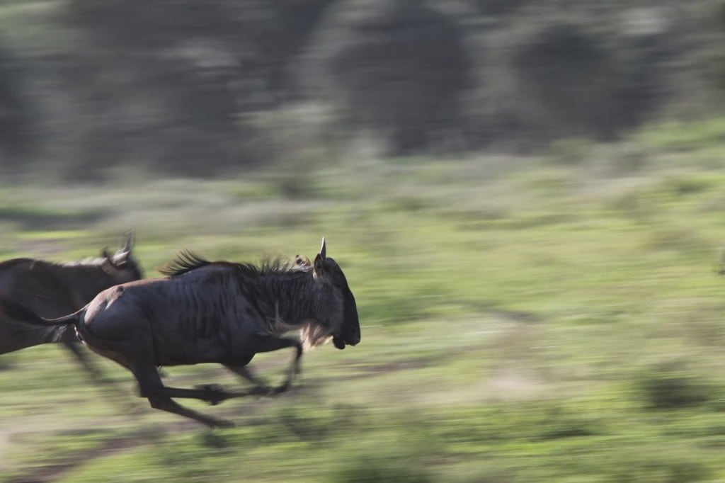 2 wildebeest running across the plain
