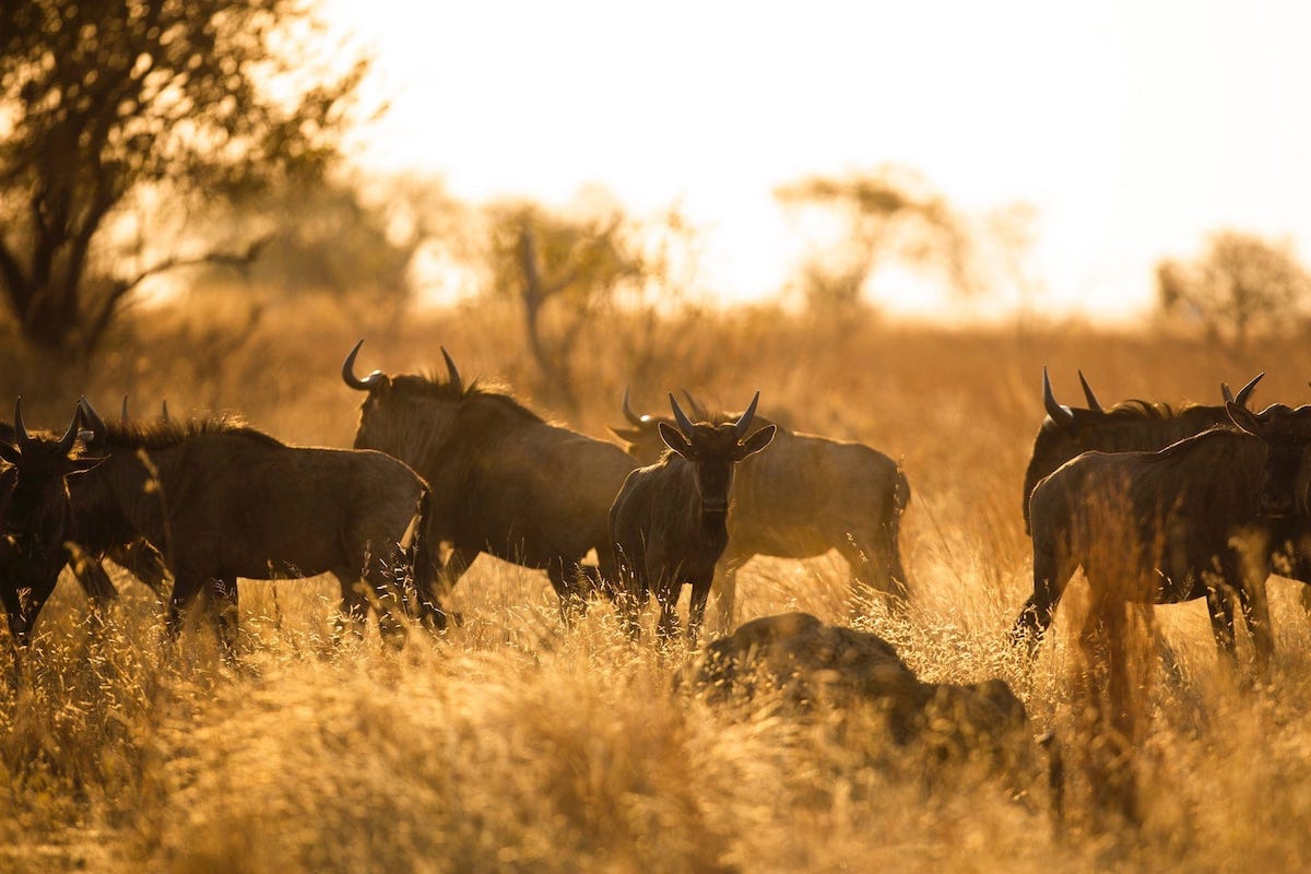 a group of about 10 blue wildebeest in tall yellow grass in sunrise or sunset light