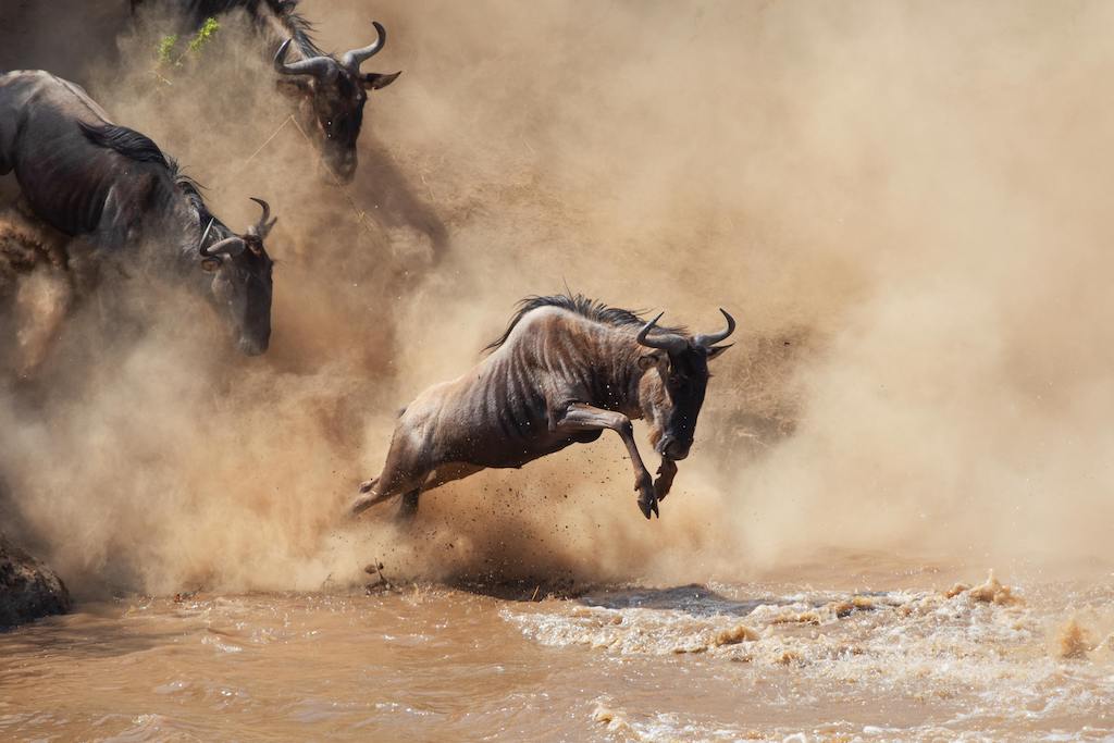 A blue wildebeest leaps into a churning river and is followed by two other wildebeest charging down the river bank