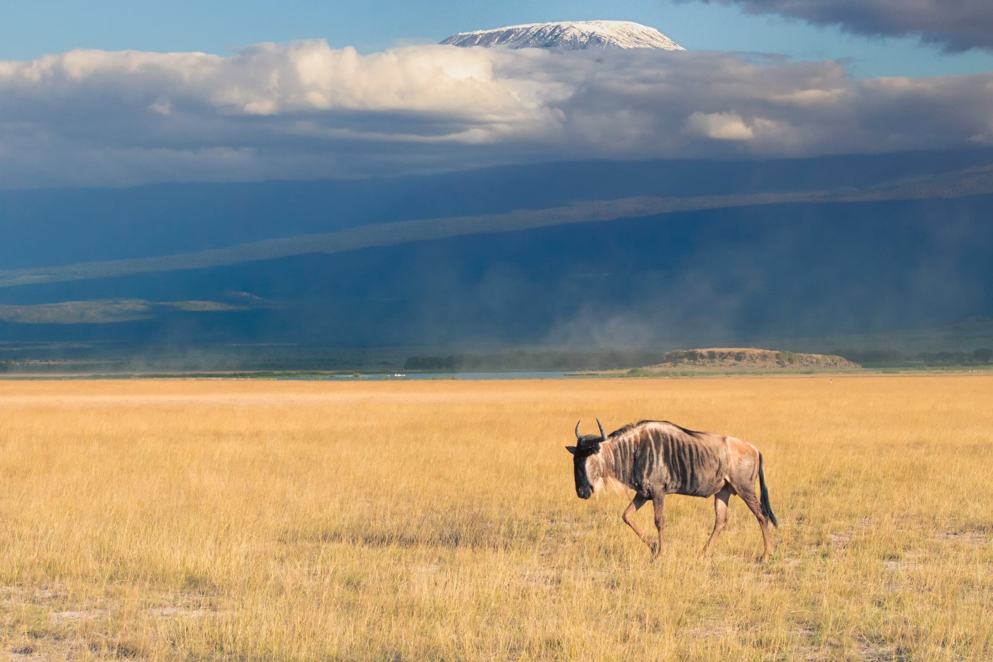 kenya-amboseli-wildebeest-ray-in-manila-flickr