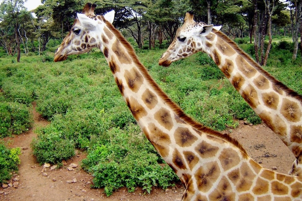Two Rothschild Giraffes at the Giraffe Center in Nairobi