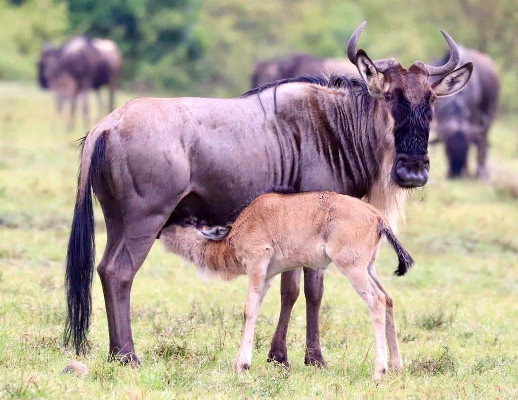 A wildebeest calf suckles milk from its mother