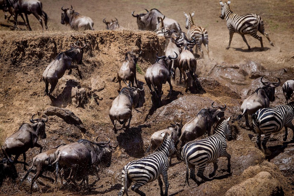 wildebeests and zebras climb the muddy bank of Mara River