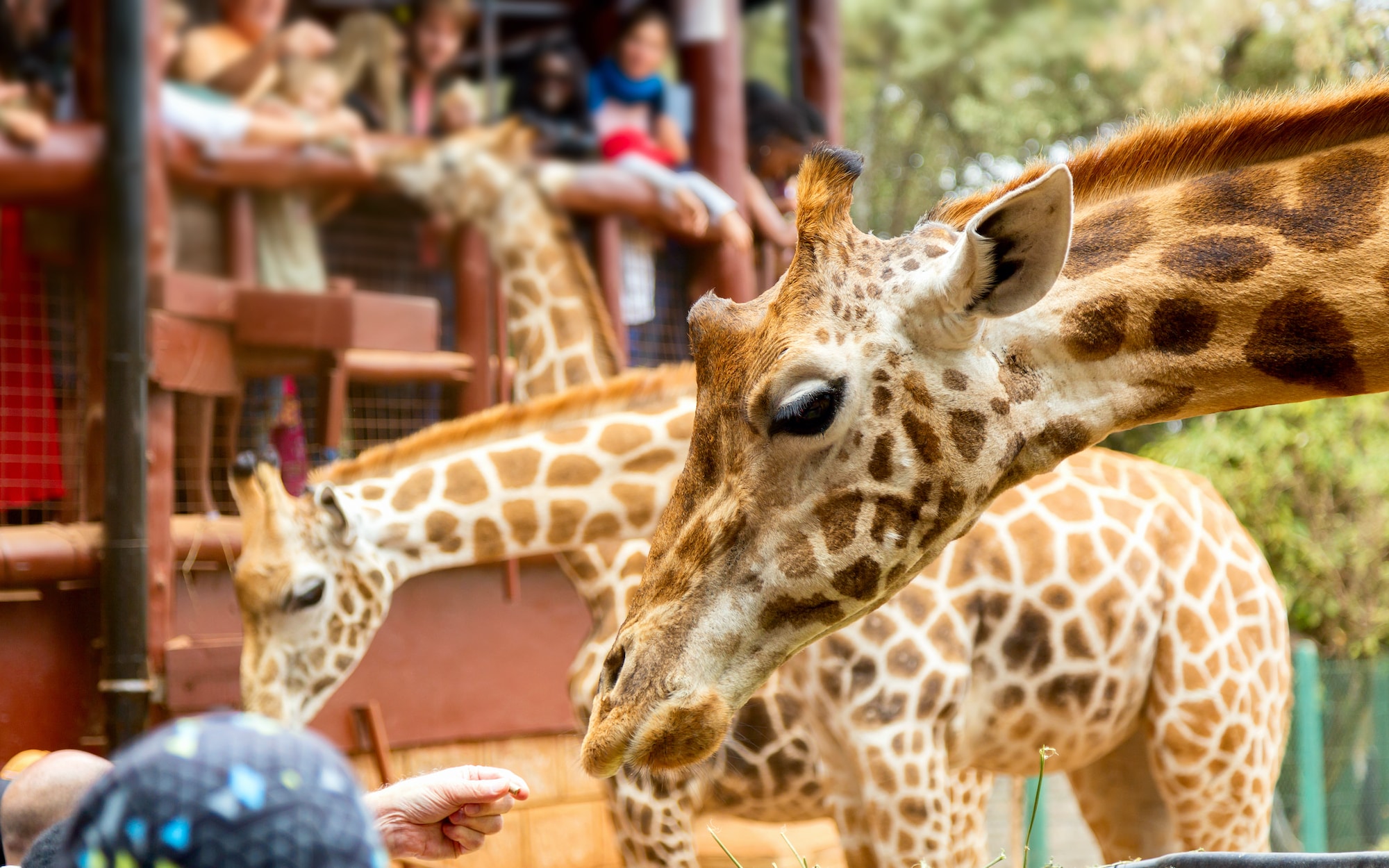 visitors look at three giraffes