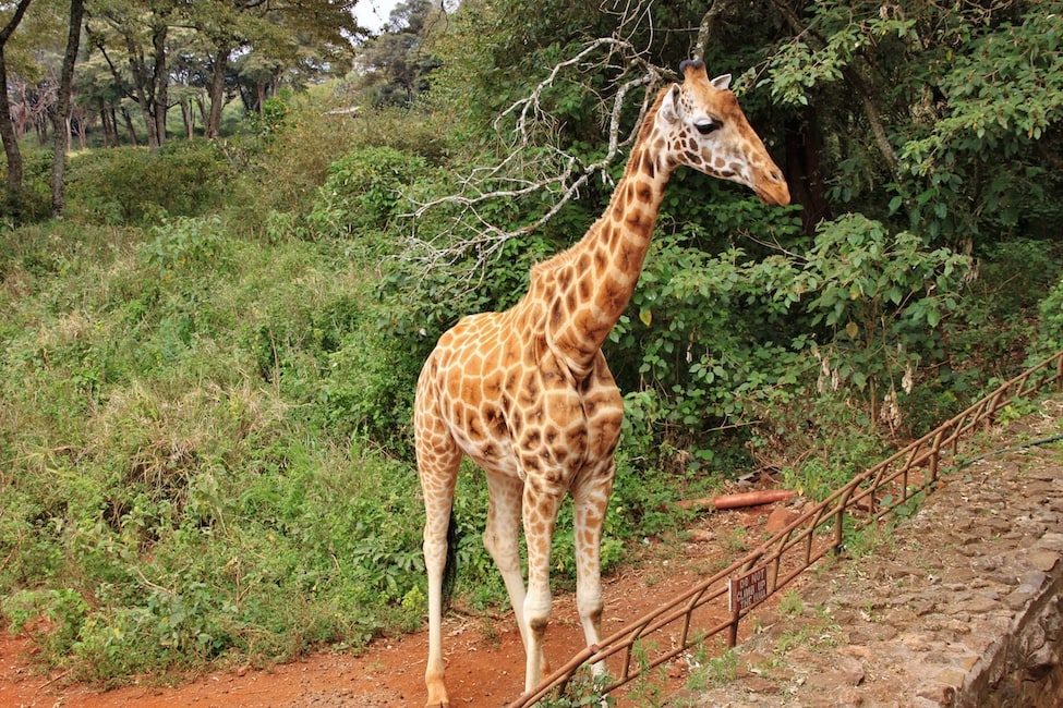 rothschild giraffe stands next to a low fence at giraffe center