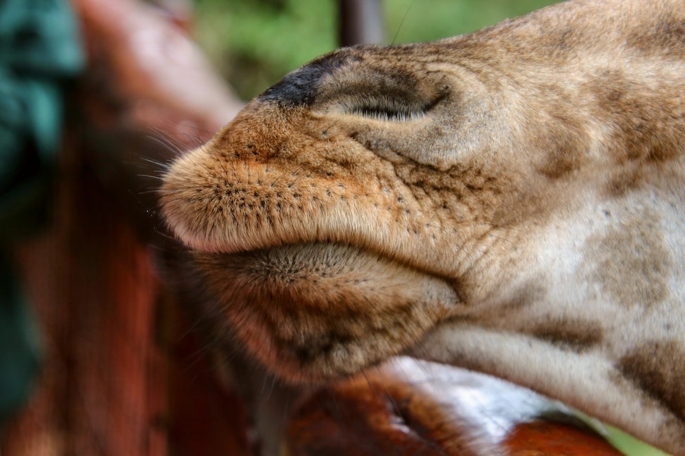 close up of giraffe snout