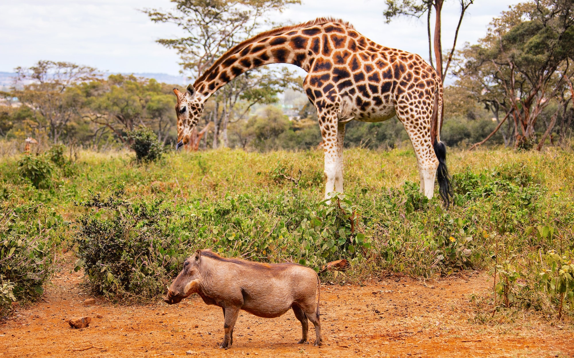A rothschild giraffe browses at low shrubs with a warthog standing in the foreground