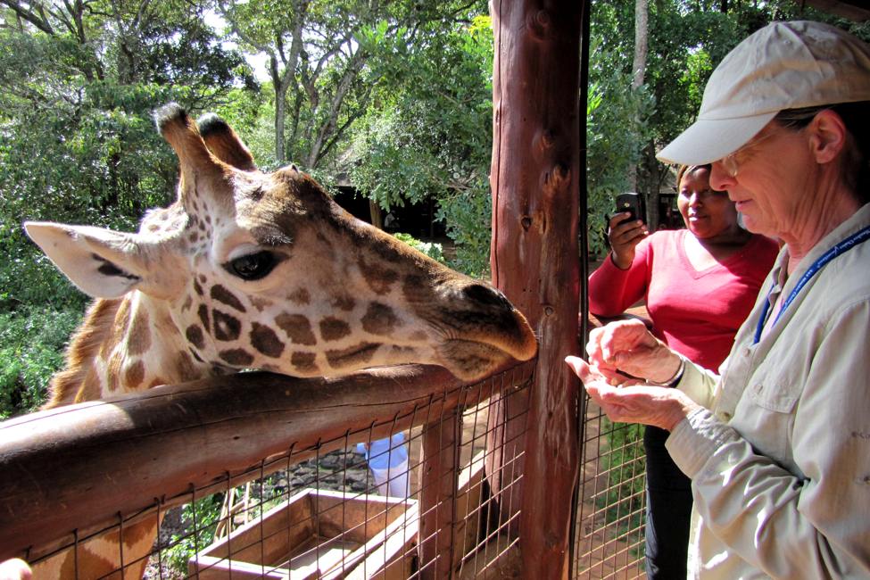 visitor feeds rothschild giraffe from a raised deck at giraffe centre