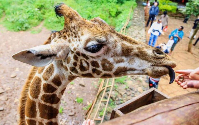 a rothschild giraffe eats a piece of giraffe food from the hand of someone standing on a high balcony
