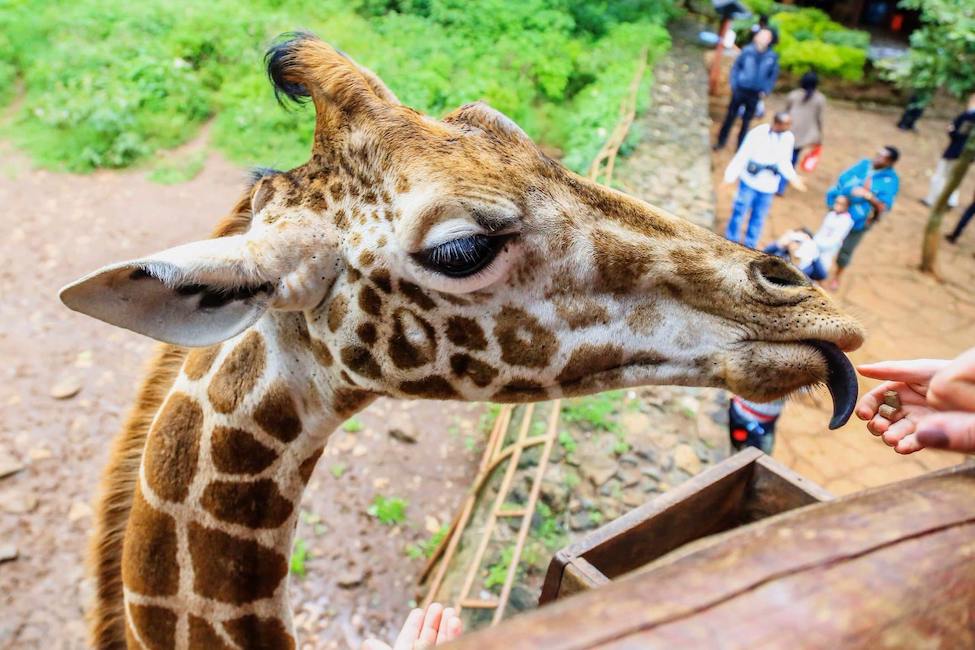 a rothschild giraffe eats a piece of giraffe food from the hand of someone standing on a high balcony