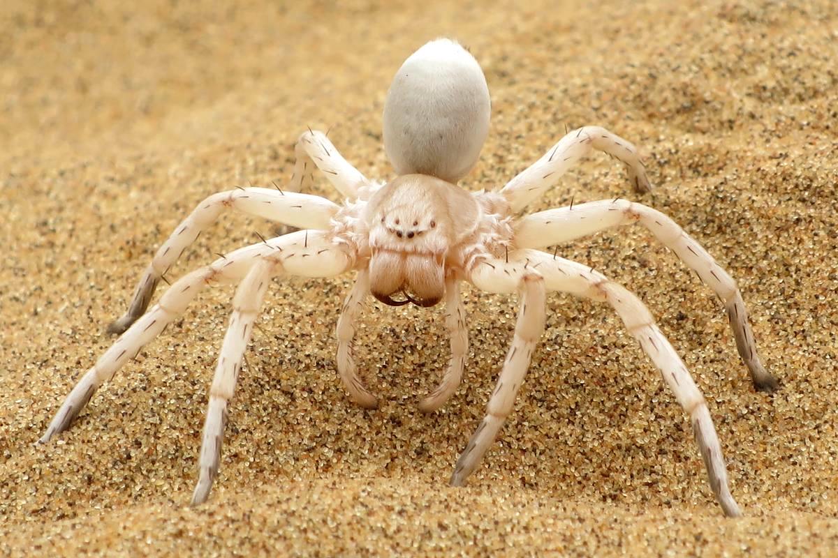 white spider with pinkish jaws standing on sand