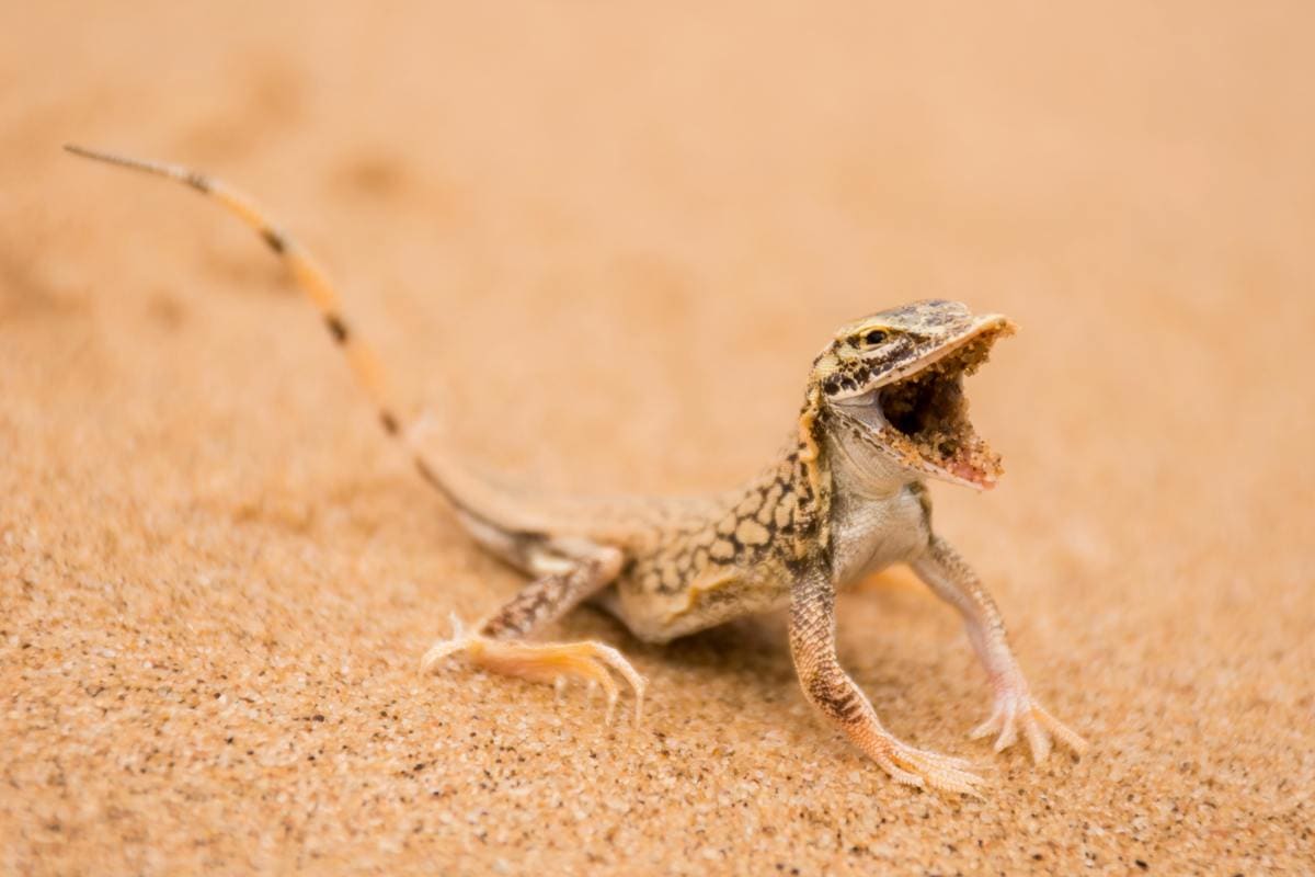 small beige lizard with dark spots stretches out tail and shows inside of mouth while standing on sand