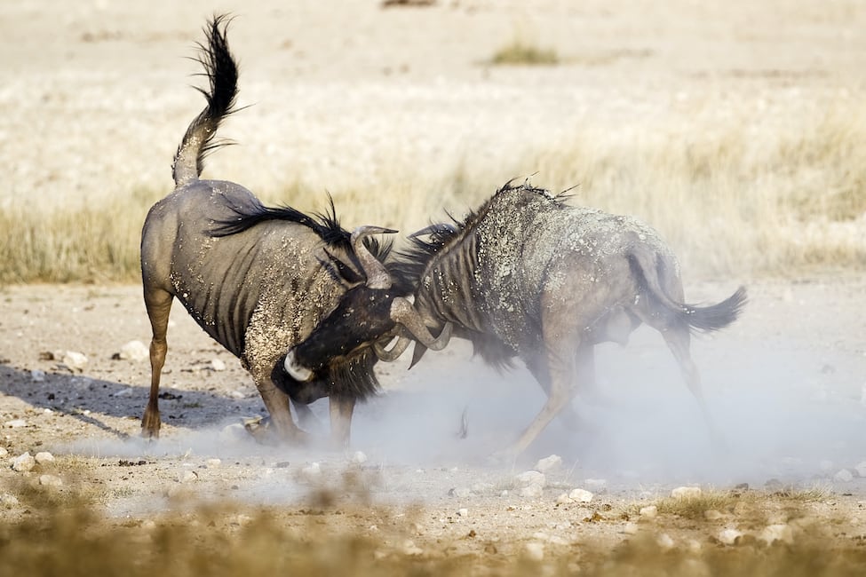 Two blue wildebeests fighting by butting heads and kicking up dust