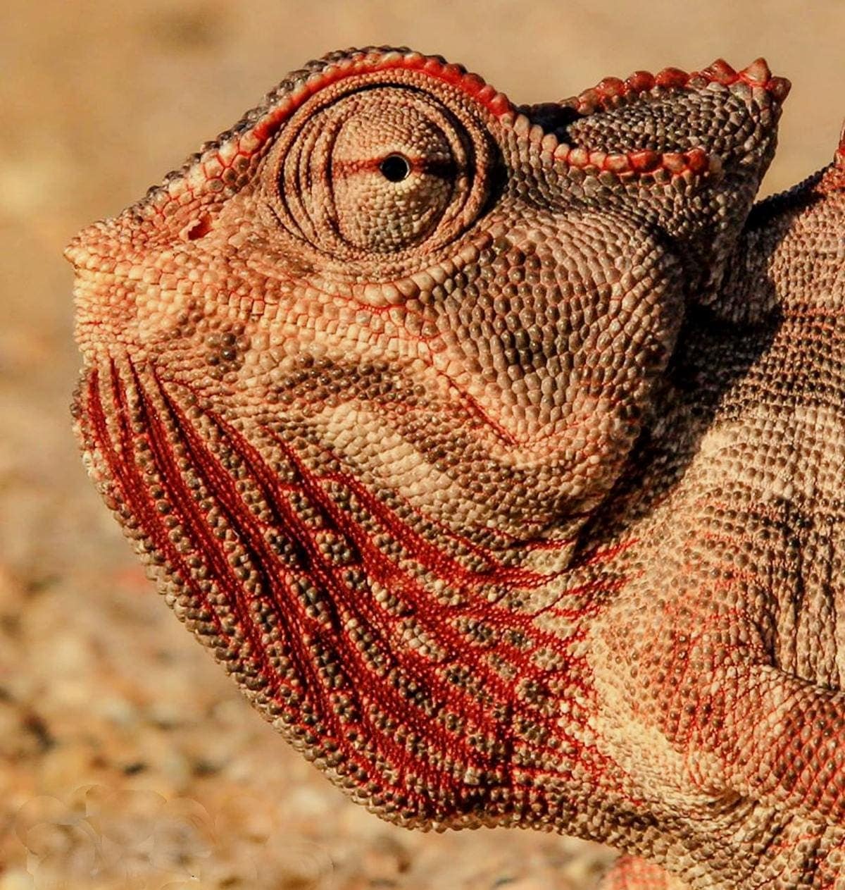 close up of chameleon face in desert with brown and red stripes on face
