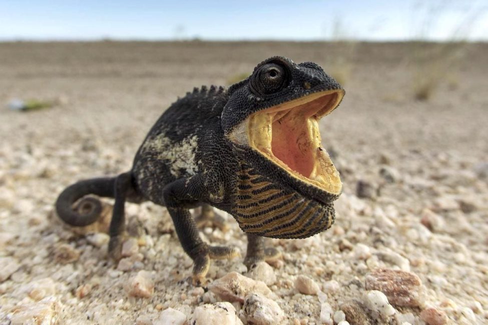 black chameleon stands on course sand with open mouth that is bright orange inside
