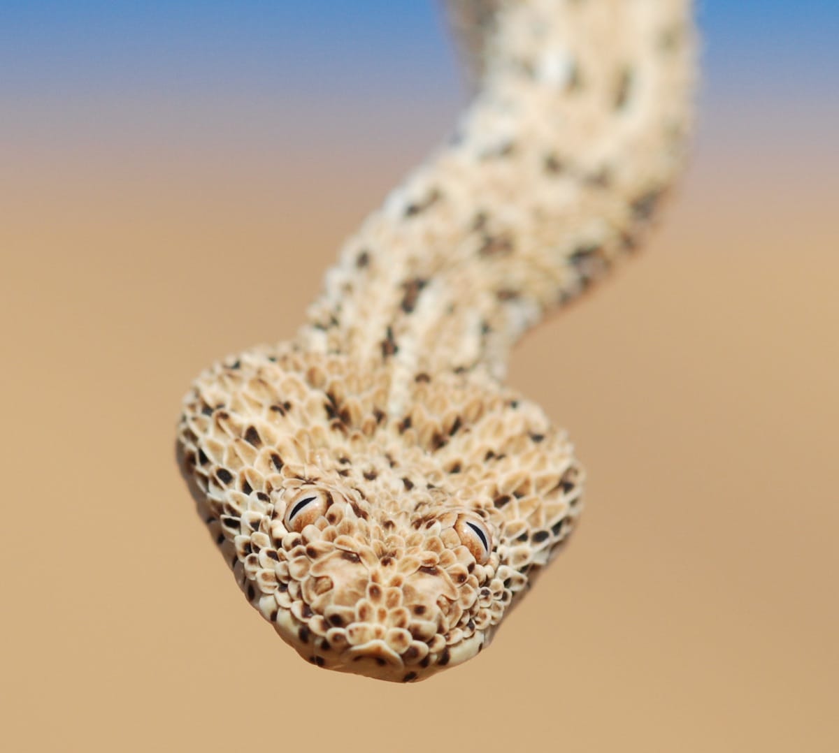 sand-colored snake with flat head and eyes on top of head