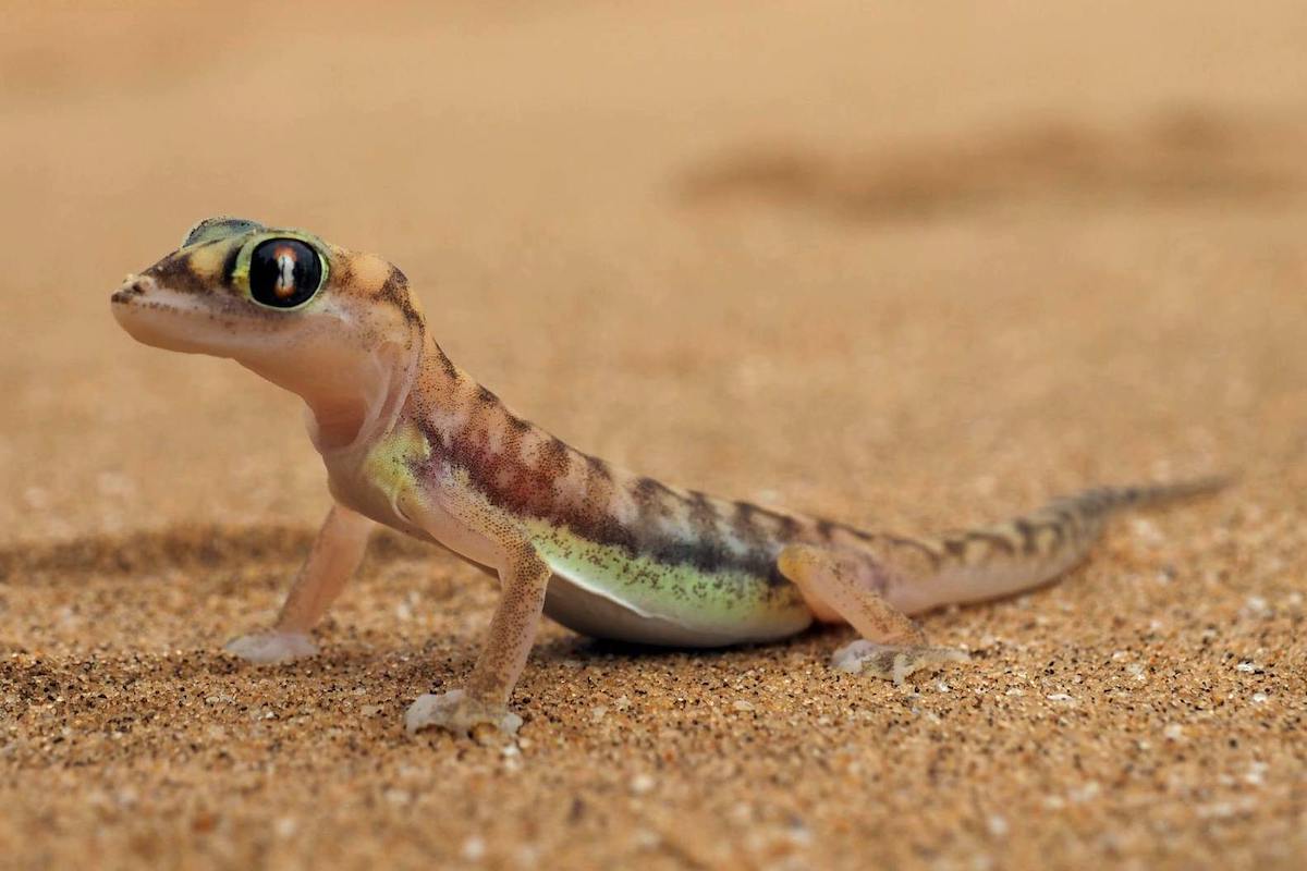 small pink and green palmato gecko stands on the sand in Namibian desert