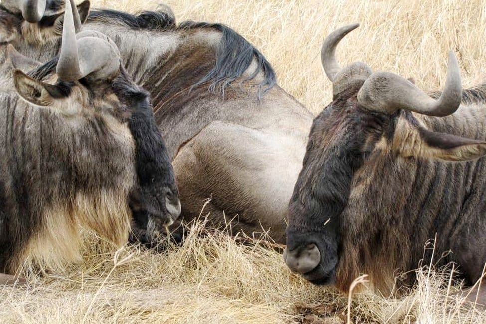 close-up of three blue wildebeest at rest in dry grass