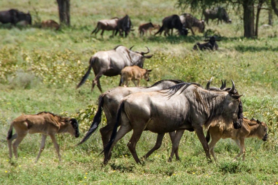 Three blue wildebeest adults walk across a green meadow with three calves