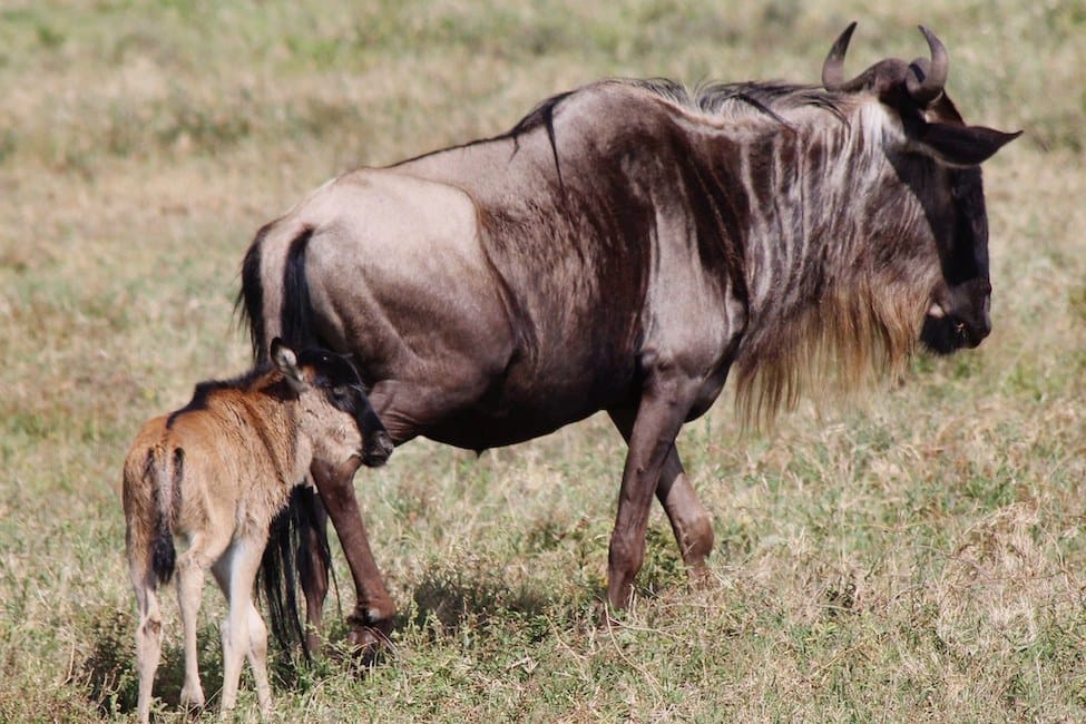 A young blue wildebeest calf follows an adult wildebeest