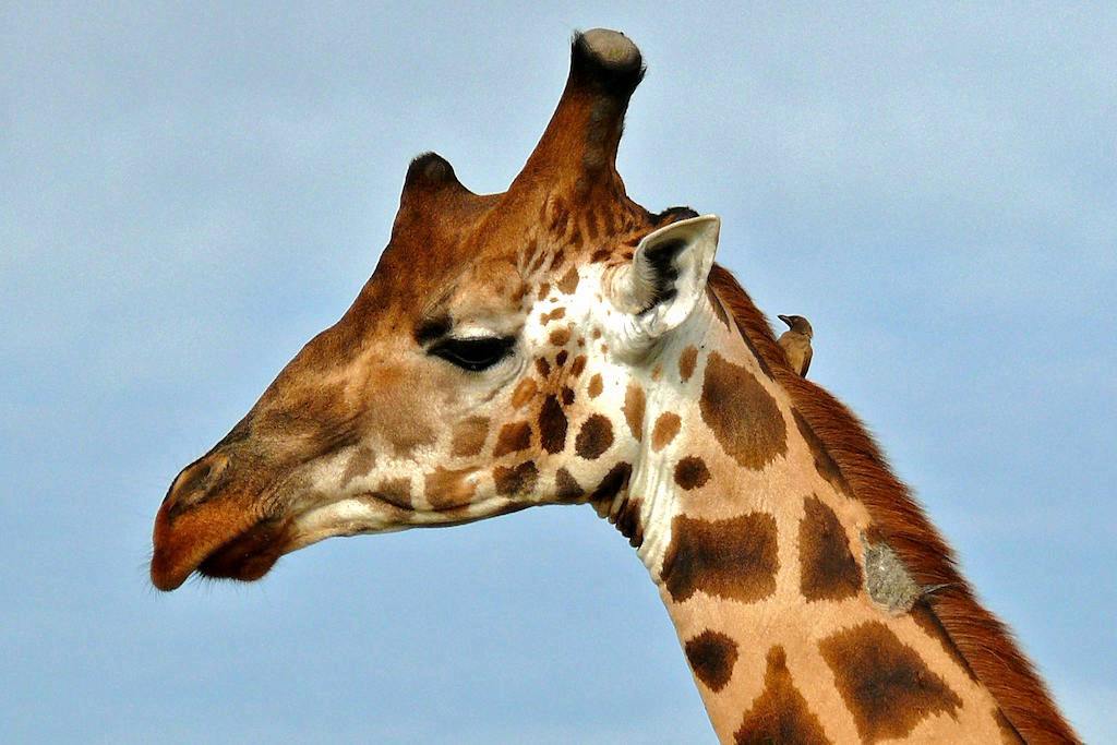 side view of the head of a rothschild giraffe with sky in the background