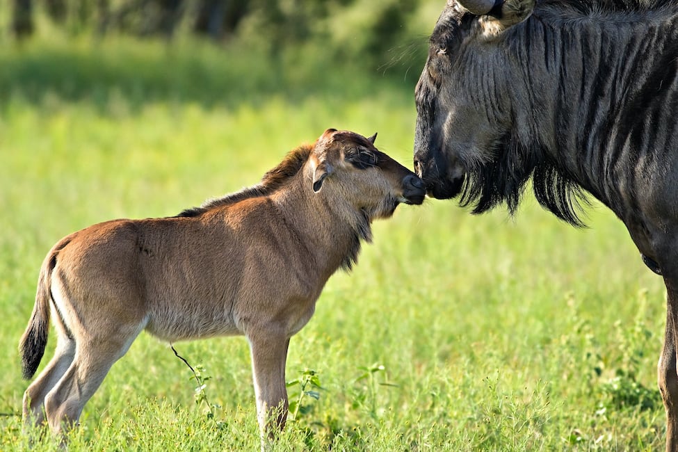 blue wildebeest mother and calf nuzzling