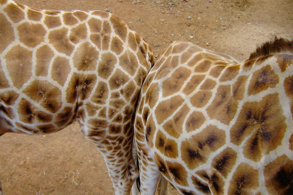 close-up image of two giraffes touching at haunches