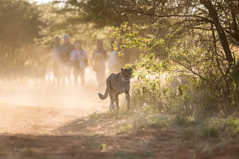 People look at a free-roaming cheetah at AfriCat wildlife rehabilitation program at okonjima nature reserve