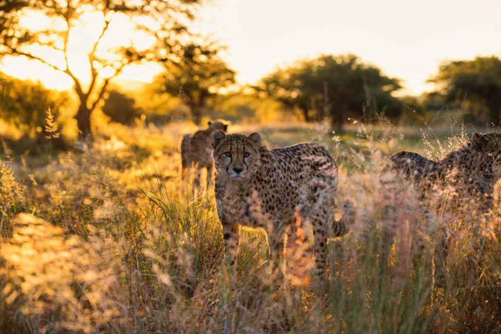 cheetah in tall grass looking at camera at AfriCat wildlife rehabilitation program at okonjima nature reserve
